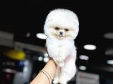 Orji̇nal Pomerani̇an Boo Bebekleri̇mi̇z