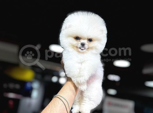 Orji̇nal Pomerani̇an Boo Bebekleri̇mi̇z görsel