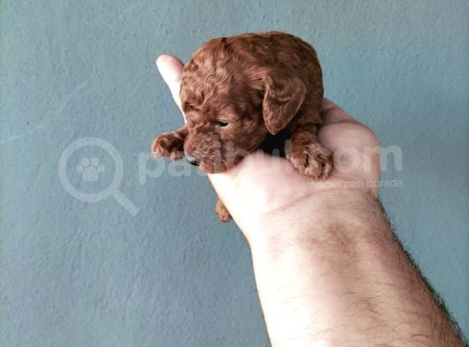 Toypoddle Bebeklerimiz görsel