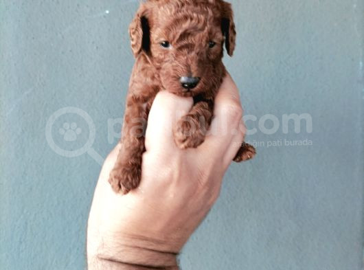 Toypoddle Bebeklerimiz görsel