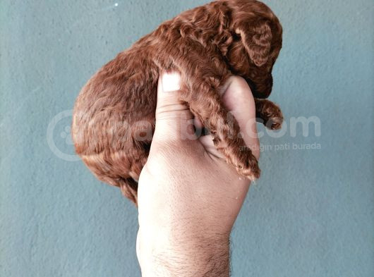 Toypoddle Bebeklerimiz görsel