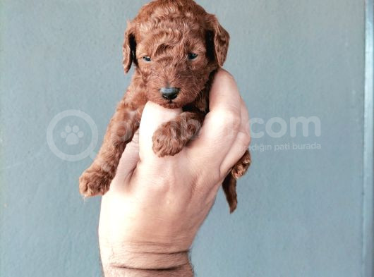Toypoddle Bebeklerimiz görsel