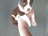 Bordercollie Yavrularımız