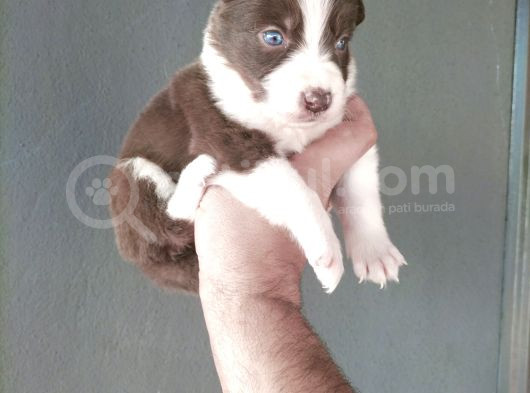 Bordercollie Yavrularımız görsel