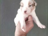Bordercollie Yavrularımız
