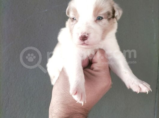 Bordercollie Yavrularımız görsel