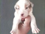 Bordercollie Yavrularımız