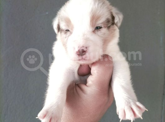 Bordercollie Yavrularımız görsel