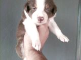 Bordercollie Yavrularımız