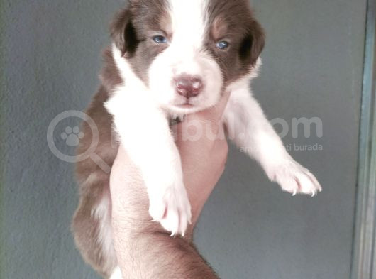Bordercollie Yavrularımız görsel