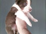 Bordercollie Yavrularımız
