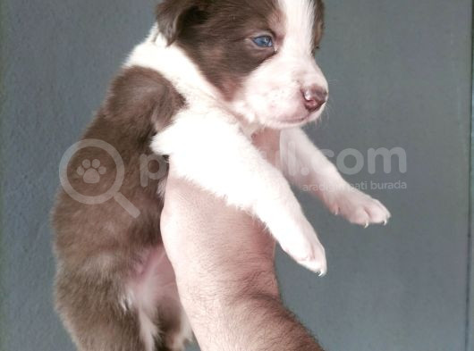 Bordercollie Yavrularımız görsel