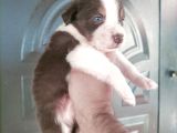 Bordercollie Yavrularımız