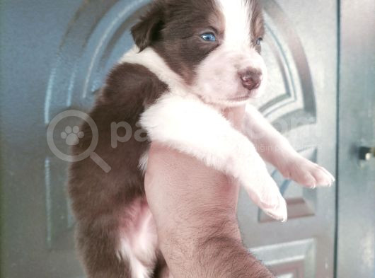 Bordercollie Yavrularımız görsel