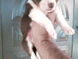 BorderCollie yavrularımız