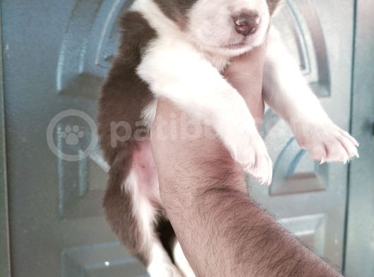 Bordercollie Yavrularımız