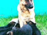 Safkan Alman Çoban Köpeği
