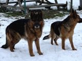 Safkan Alman Çoban Köpeği