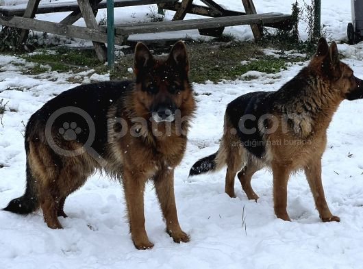 Safkan Alman Çoban Köpeği görsel