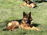 Safkan Alman Çoban köpeği