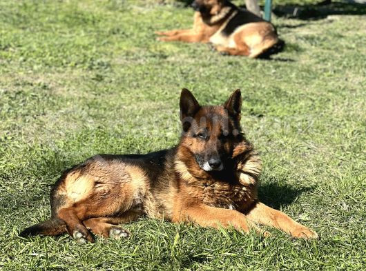 Safkan Alman Çoban Köpeği