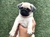 HAMBURGER SURAT PUG YAVRULAR