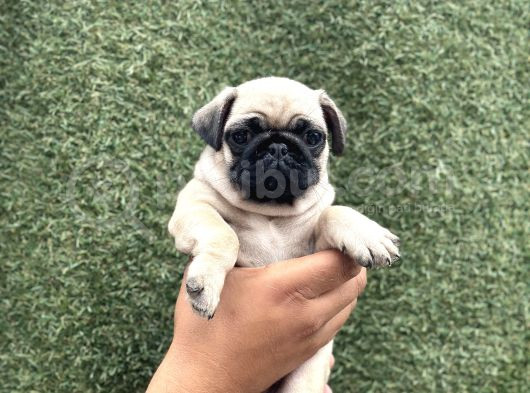 Hamburger Surat Pug Yavrular görsel