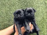 Hamburger Surat Pug Yavrular