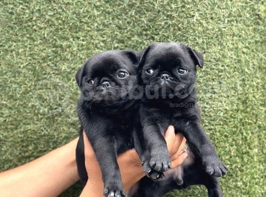 Hamburger Surat Pug Yavrular görsel