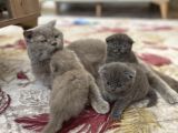Scottish Fold Bebekler