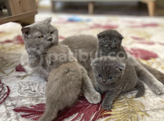 Scottish Fold Bebekler görsel