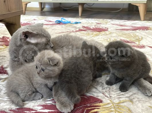 Scottish Fold Bebekler görsel