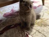 Scottish Fold Bebekler