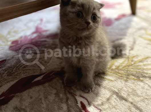 Scottish Fold Bebekler görsel