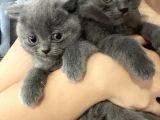 Scottish Fold Bebekler