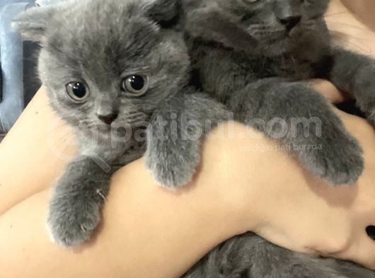 Scottish Fold Bebekler görsel