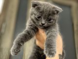 Scottish fold bebekler