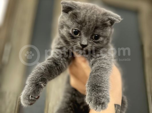 Scottish Fold Bebekler