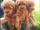Oyuncak Güzelliğinde Toy Poodle yavrular