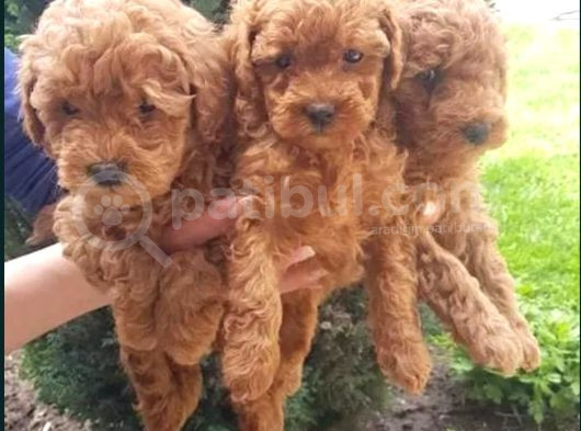 Oyuncak Güzelliğinde Toy Poodle Yavrular