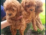 Oyuncak Güzelliğinde Toy Poodle Yavrular