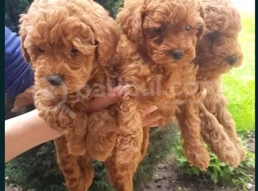 Oyuncak Güzelliğinde Toy Poodle Yavrular görsel