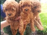 Oyuncak Güzelliğinde Toy Poodle Yavrular