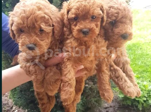 Oyuncak Güzelliğinde Toy Poodle Yavrular görsel