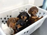 Mini Dakhund Yavrular 