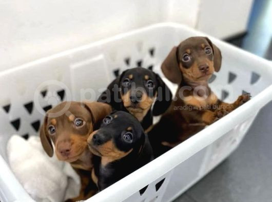 Mini Dakhund Yavrular  görsel