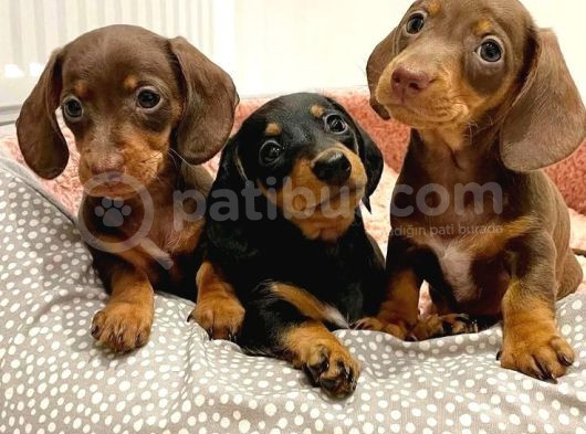 Mini Dakhund Yavrular 