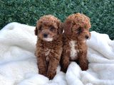 Sevimli Dişi Toy Poodle Bebekler