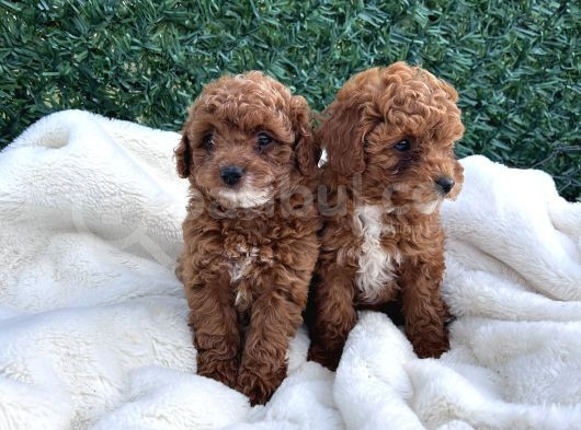 Sevimli Dişi Toy Poodle Bebekler