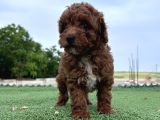 Sevimli Dişi Toy Poodle Bebekler
